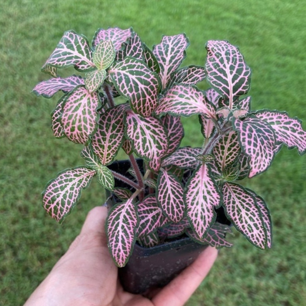 fittonia mini pink